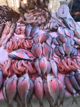 Bolivia - Vismarkt Marokko