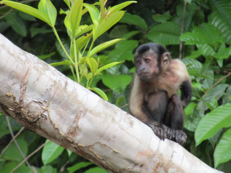 Suriname - Monkeytown, Suriname
