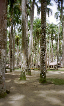 Suriname - Palmentuin Paramaribo