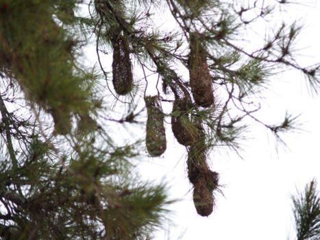 Suriname - vogelnestjes