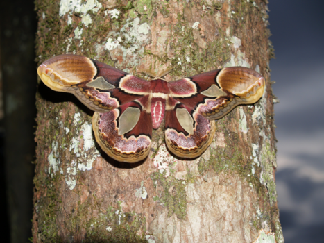 Suriname - Prachtige vlinder