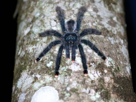 Suriname - Een spin!!