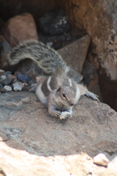 Suriname - Feurteventura