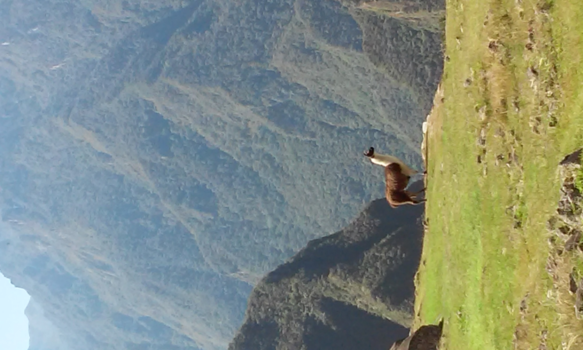 Machu Picchu - Bezinning