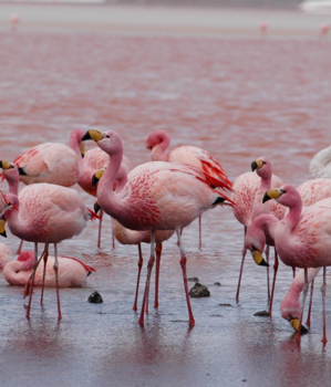 Bolivia - rozengeur en maneschijn