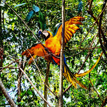 Brasilia - Ara in the wild