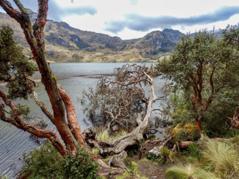 Ecuador - El Cajas Nationaal Park, één van de mooiste parken gelegen in het Andes gebergte!