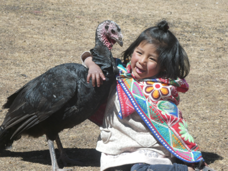 Peru - Peruaans meisje knuffelt met kalkoen