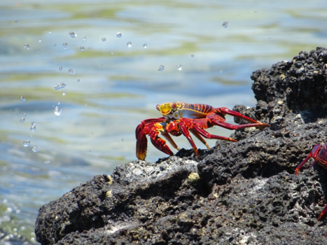 Galápagos eilanden - Saly lightfoot crab