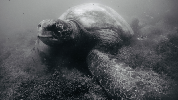 Galápagos eilanden - Etende reuzenschildpad op de Galapagoseilanden