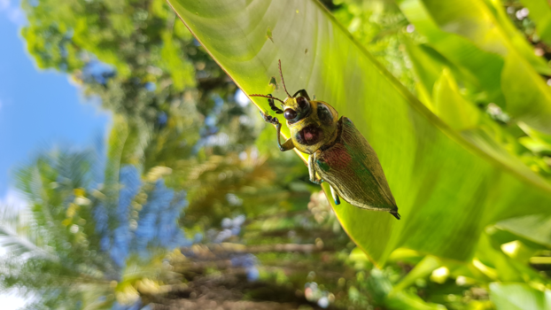 Suriname - Sheds of green