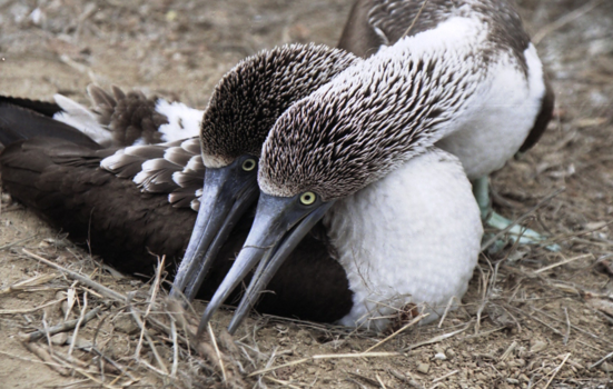 Ecuador - Echte liefde