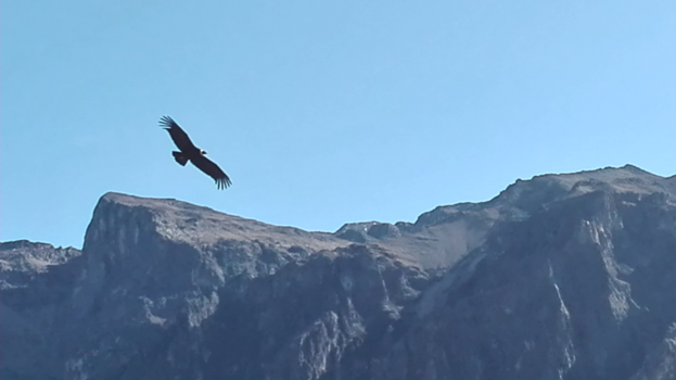 Colca Canyon - El cóndor