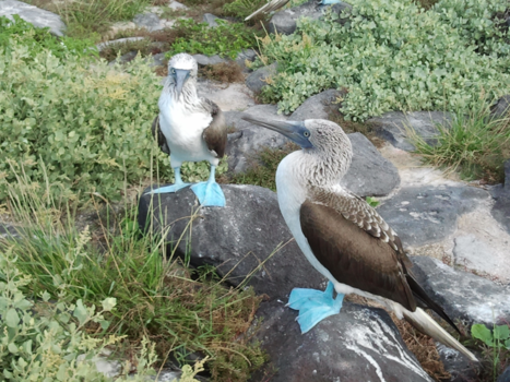 Galápagos eilanden - Bleu beauty’s
