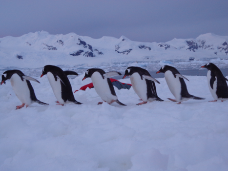 Antarctica - Pinguin optocht