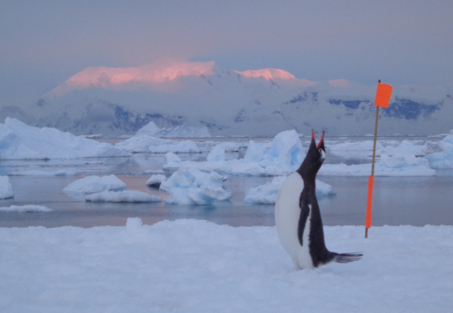 Antarctica - De roep van een pinguin