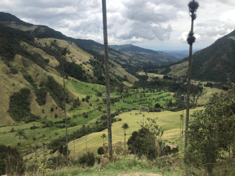 Colombia - Palmtree valley view