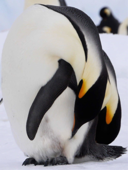 Antarctica - De onbereikbare Keizerpinguïnkolonie