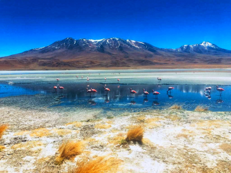 Salar de Uyuni - Flamingo’s in de sneeuw