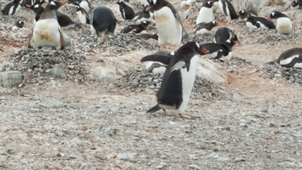 Antarctica - Even een steentje jatten bij de buren voor mijn eigen broedplek!
