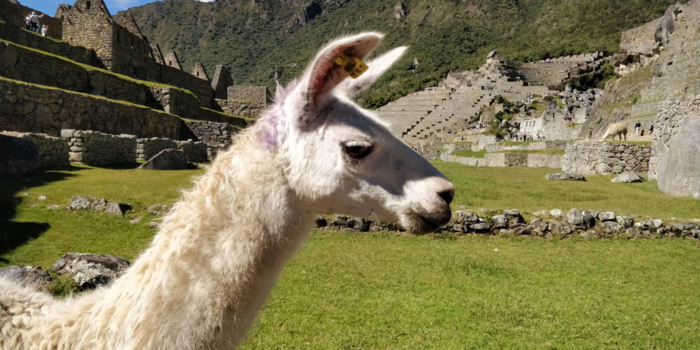 Machu Picchu - Lama in de Inca stad...