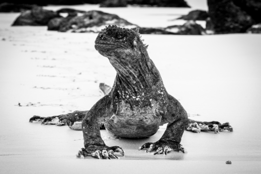Galápagos eilanden - King of the beach