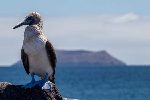 Galápagos eilanden - Blue footed booby