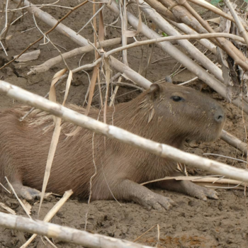 Peru - Capibara in National Park Manu