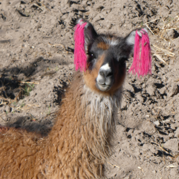 Peru - Lama
