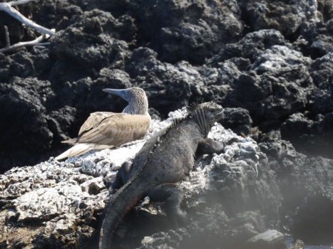 Galápagos eilanden - Galapagos maatjes
