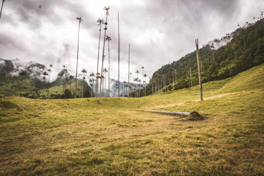 Colombia - Paradijslijk Cocora Valley