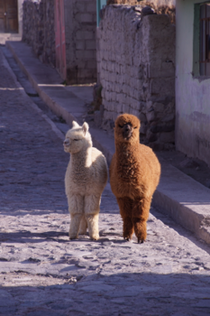 Colca Canyon - Duo Penotti