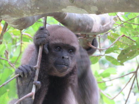 Iquitos - Monkey