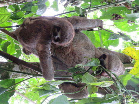 Iquitos - Sloths