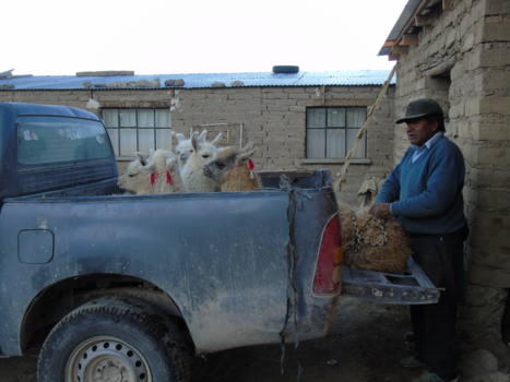 Salar de Uyuni - Huisdieren vervoeren