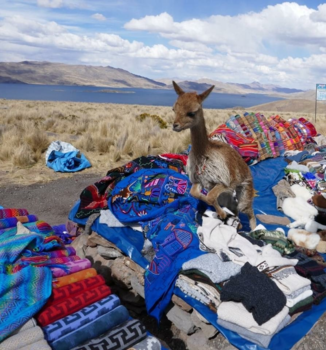 Peru - Alpaca in de spotlight