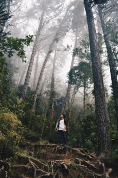 Valle de Cocora - Cloudy Forest