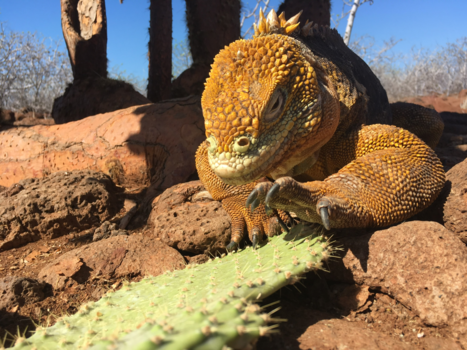 Galápagos eilanden - Hungry iguana