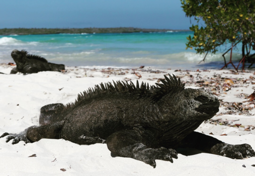 Galápagos eilanden - Zeeleguaan chillt op het mooiste strand van de Galapagos: Tortuga Bay