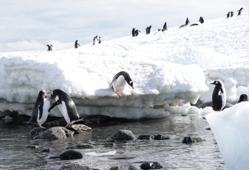 Antarctica - Cute penguins 😍