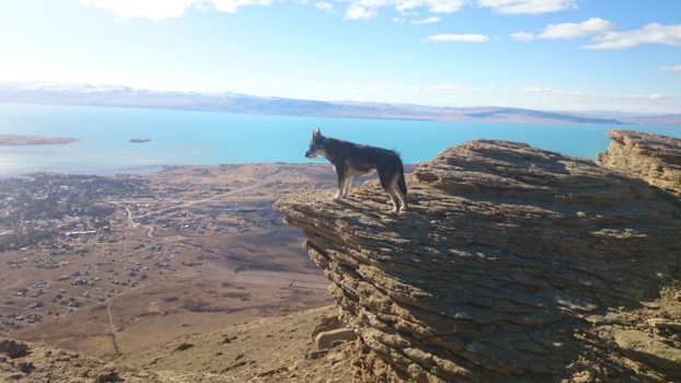 Rondreis Argentinië en Chili - Snel een trouwe vriend gevonden.