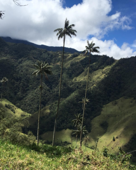 Colombia - Puur🌴