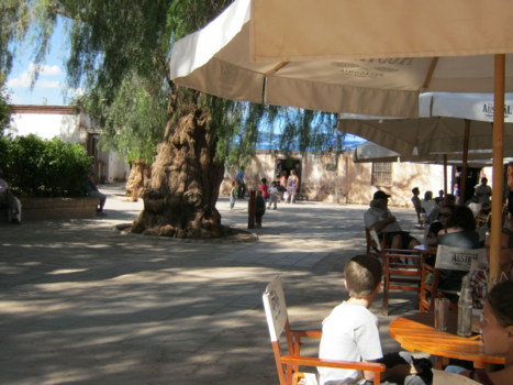 San Pedro de Atacama - Veel schaduw van één boom