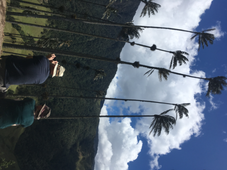 Colombia - Cocora Vallei met 60m hoge palmbomen