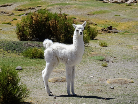 Bolivia - No drama llama