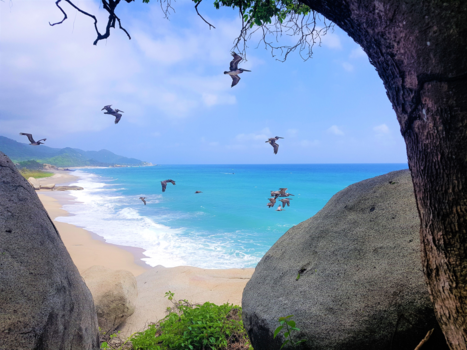 Tayrona National Park - Pelícanos Colombianos @ Tayrona National Park