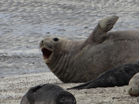 Rondreis Argentinië en Chili - Valdes, zeeolifanten