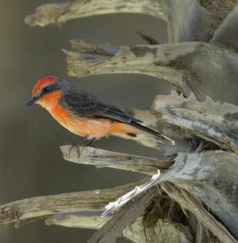 Peru - Peru. vogel in de woestijn in een palm bij een oase