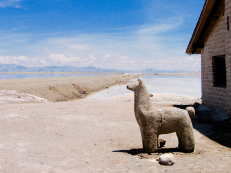 Argentinië - Zoutlama in Salinas Grandes