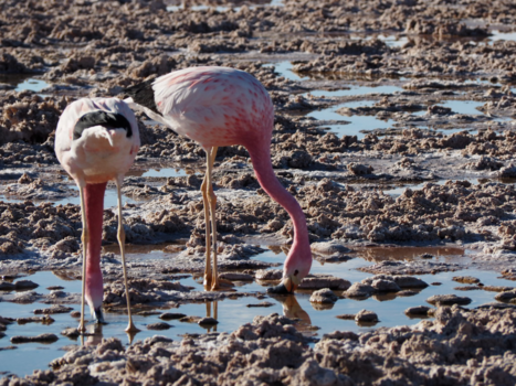 Chili - Flamingo's